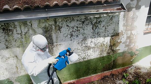 Mold Removal service in Greenville